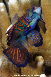 Mating Mandarine Fish, Sangie Islands. 105mm, manual focus by Henrik Gram Rasmussen 
